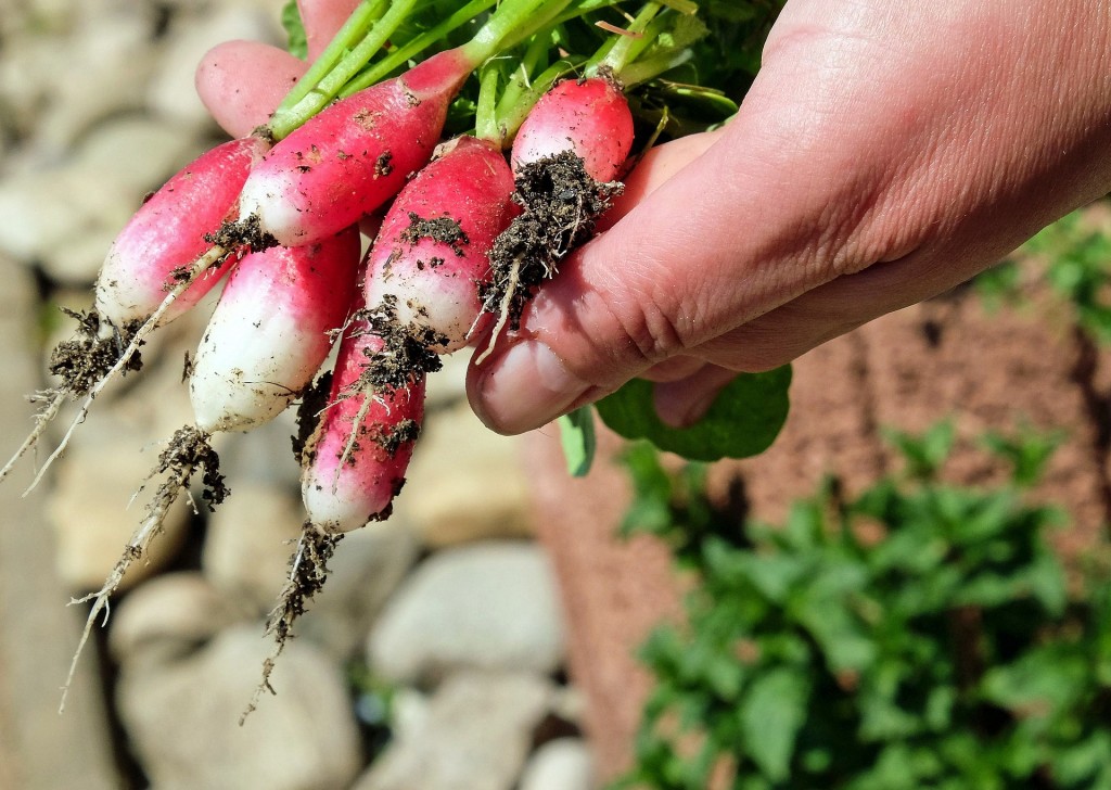 Keep weeds from choking out your produce by hand weeding or by applying an organic weed killer.