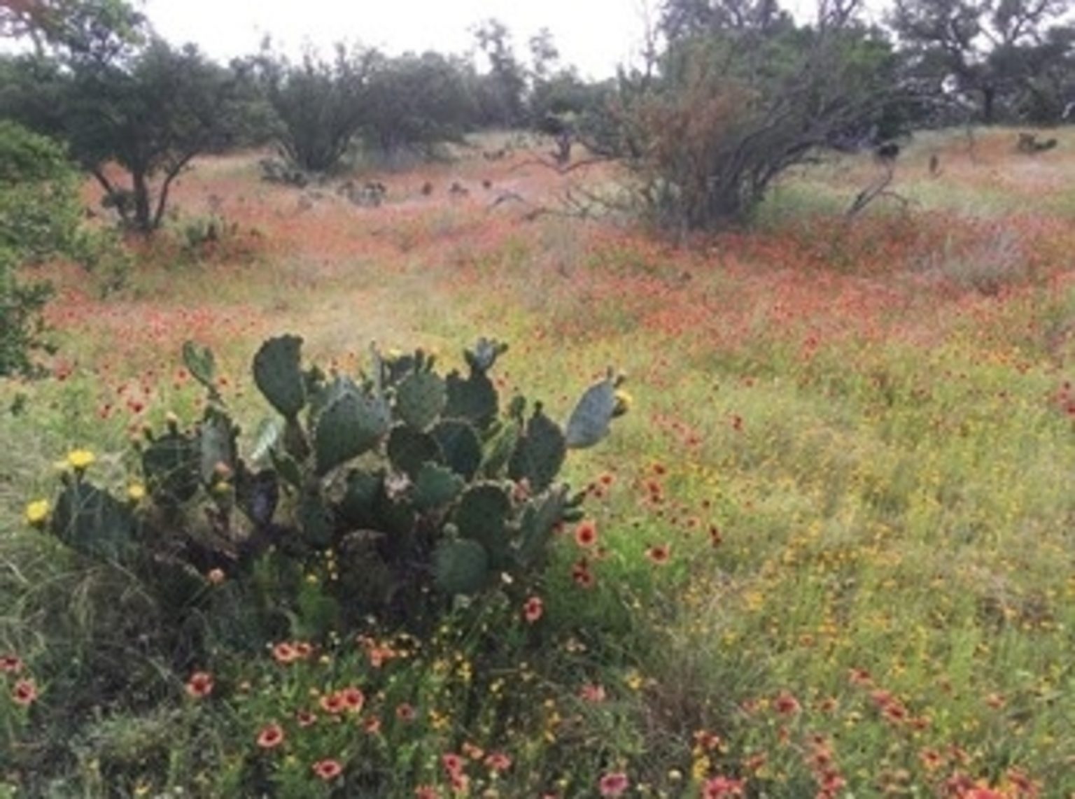These 7 Texas Farms Are Committed to Organic Agriculture